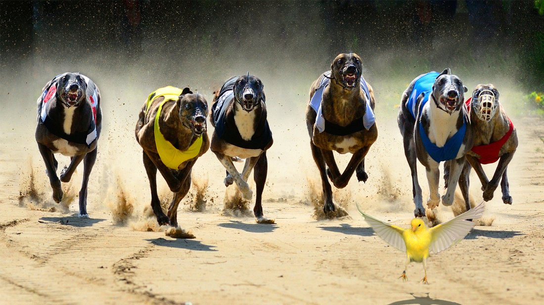 Covid-19 setter en stopper for Greyhounds i Lillestrøm